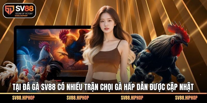 Tại đá gà SV88 có nhiều trận chọi gà hấp dẫn được cập nhật